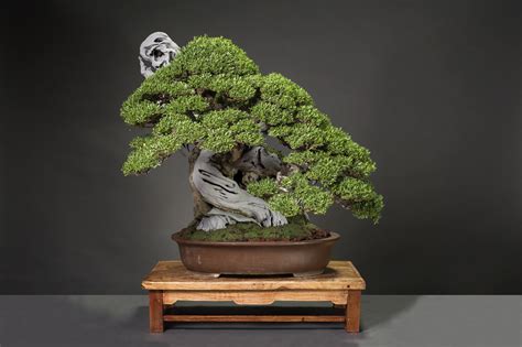 bantigue tree|Susan Lee .